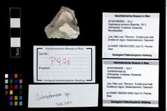 Foto (Objekt + Etikett) von Culmenformosa sp.  (NHMW-GEO-2014-0194-0926)